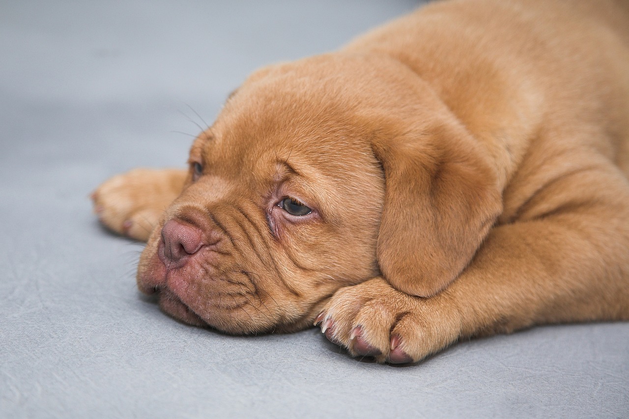 揭秘影视剧中的训犬师，职业魅力、角色价值揭秘与训练秘籍